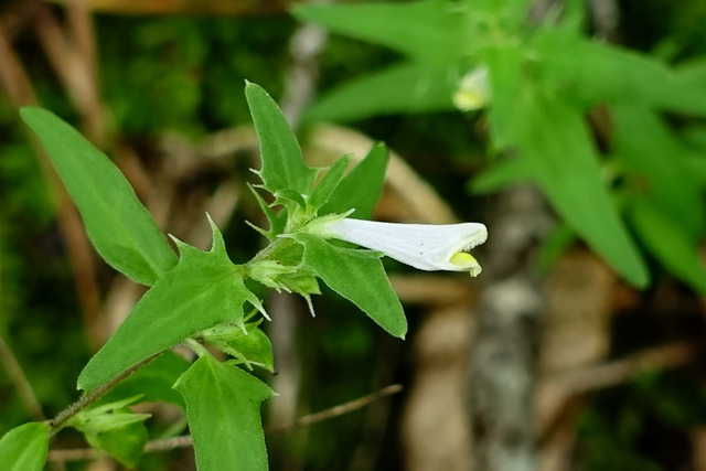 Melampyrum lineare