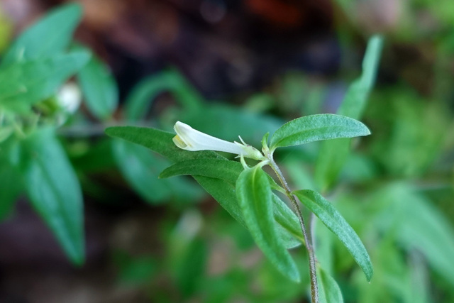 Melampyrum lineare