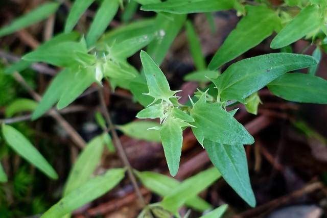 Melampyrum lineare - leaves