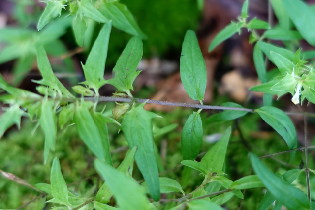 Melampyrum lineare - stem