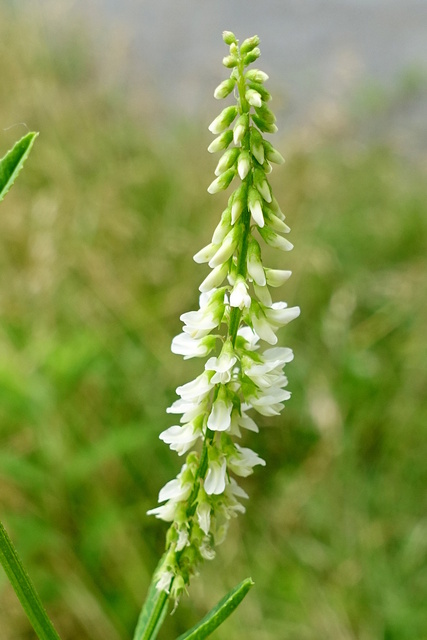 Melilotus albus