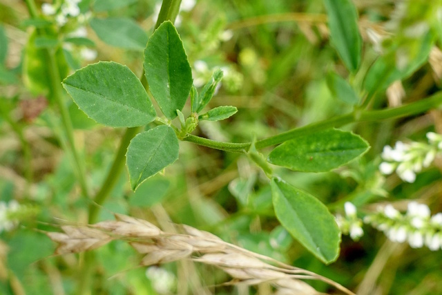 Melilotus albus - leaves