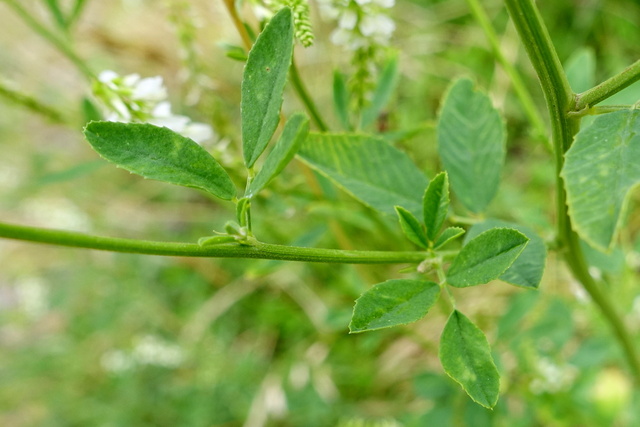 Melilotus albus - leaves