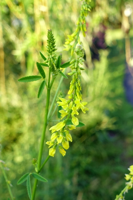 Melilotus officinalis