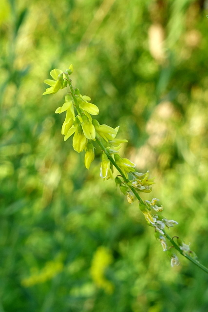 Melilotus officinalis