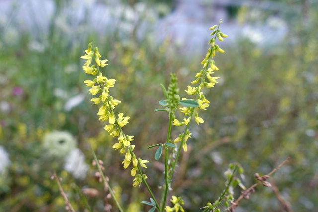 Melilotus officinalis