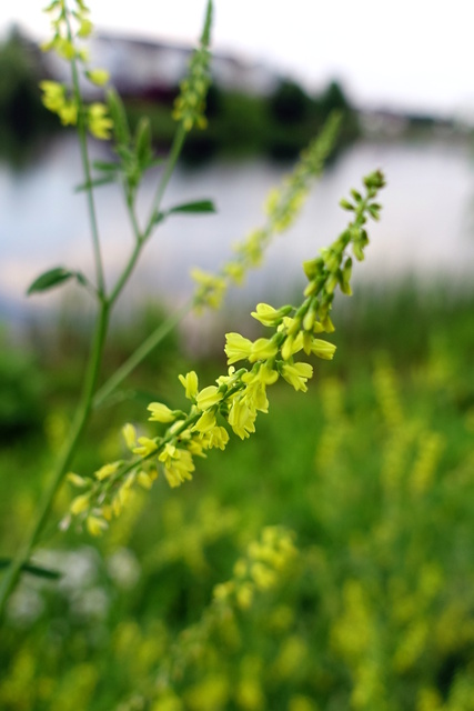 Melilotus officinalis