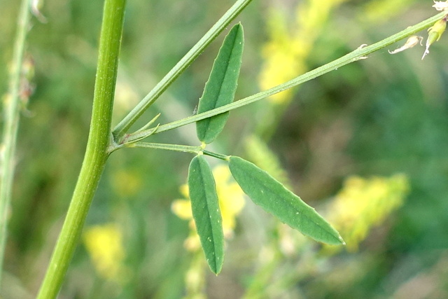 Melilotus officinalis - leaves