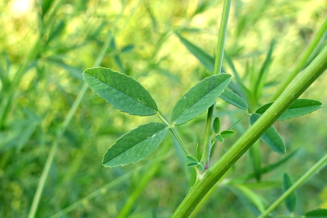 Melilotus officinalis - leaves