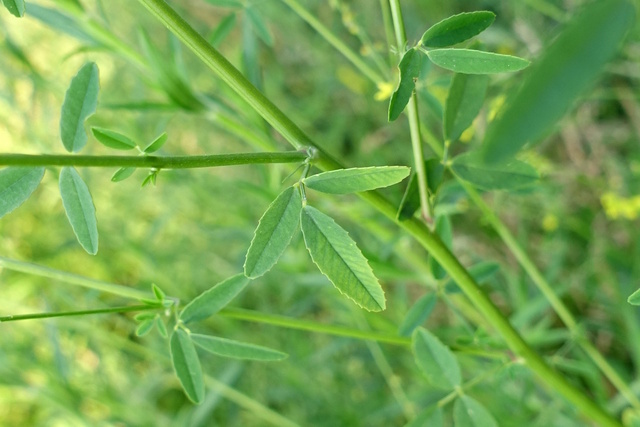 Melilotus officinalis - leaves