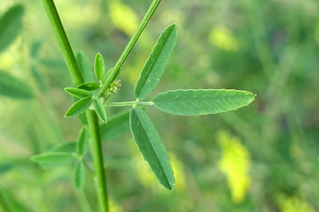 Melilotus officinalis - leaves