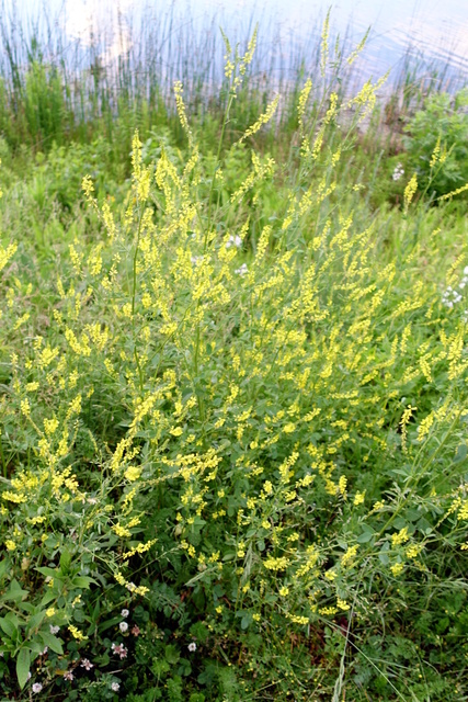 Melilotus officinalis - plants