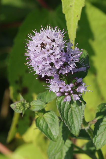 Mentha aquatica