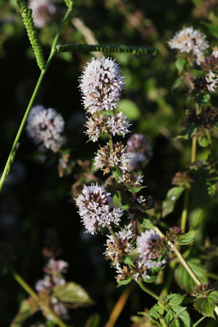 Mentha aquatica