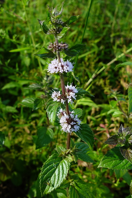 Mentha canadensis