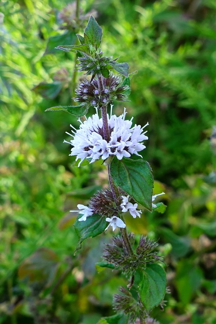 Mentha canadensis