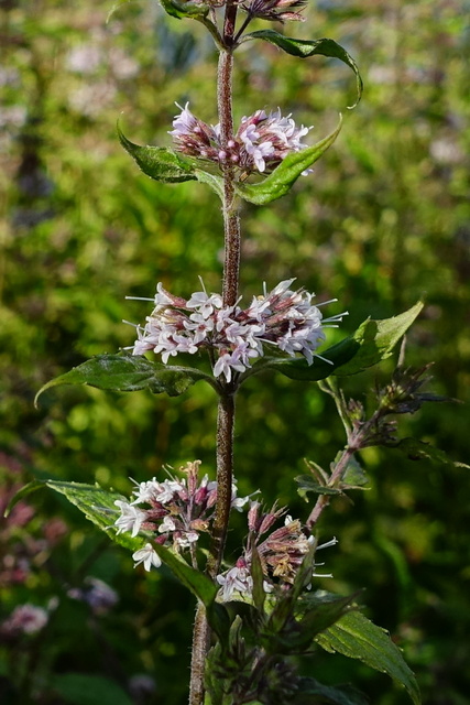 Mentha canadensis