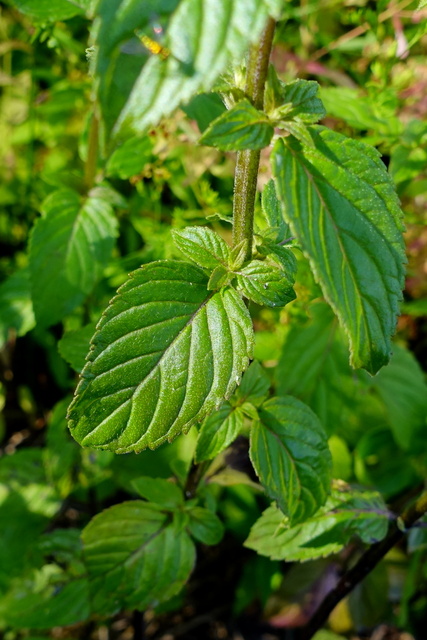 Mentha canadensis - leaves