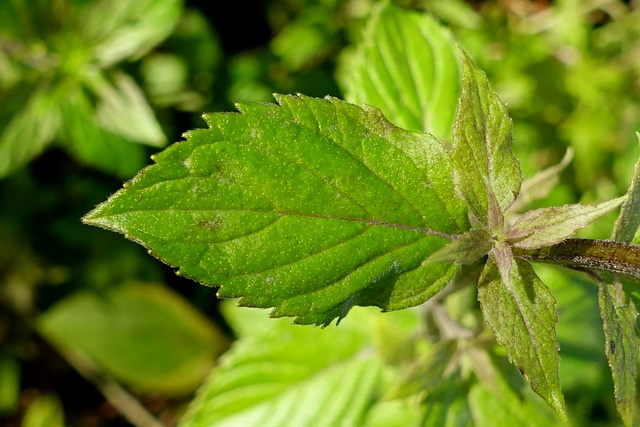 Mentha canadensis - leaves