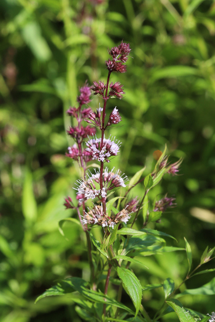 Mentha spicata