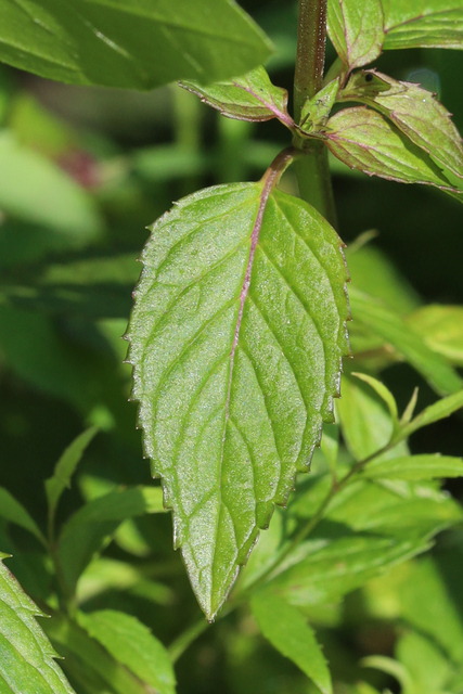 Mentha spicata - leaves