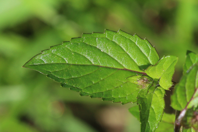 Mentha spicata - leaves