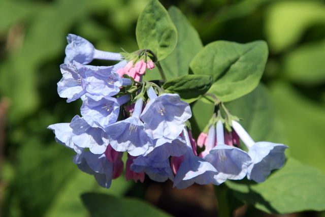 Mertensia virginica