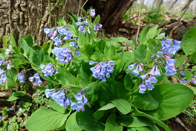 Mertensia virginica