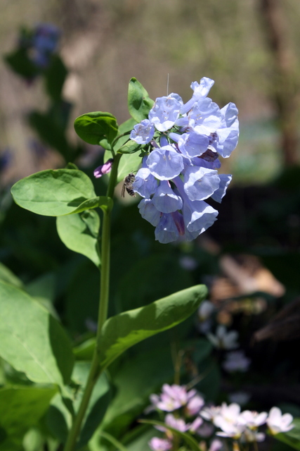 Mertensia virginica