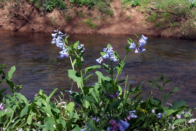 Mertensia virginica