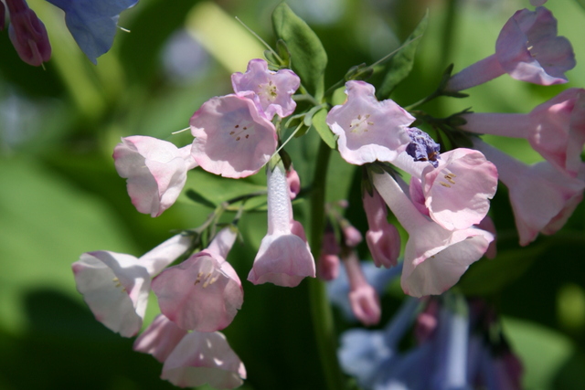 Mertensia virginica