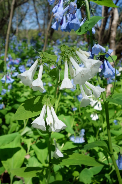 Mertensia virginica