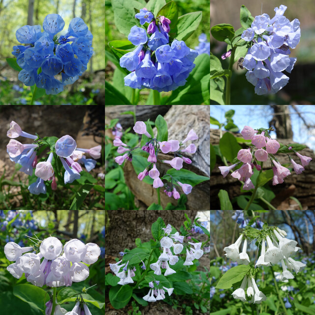 Mertensia virginica - color variation