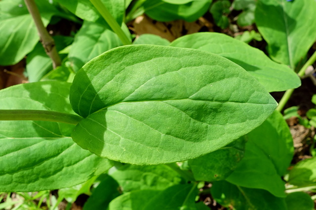 Mertensia virginica - leaves