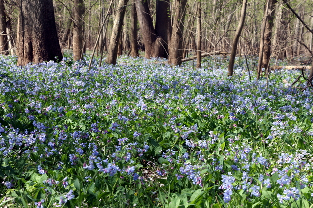 Mertensia virginica - plants