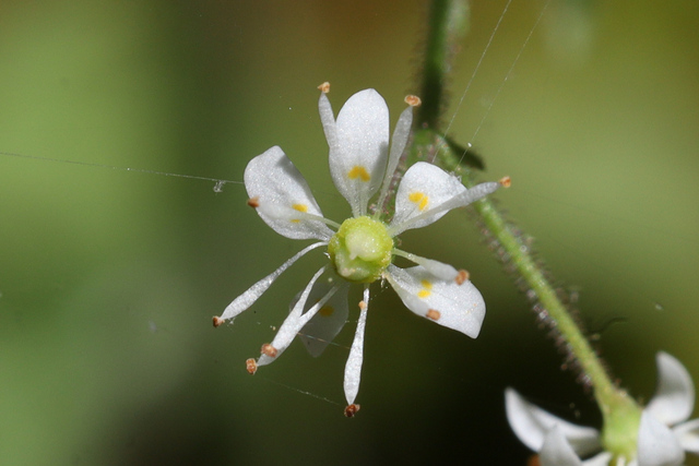Micranthes micranthidifolia