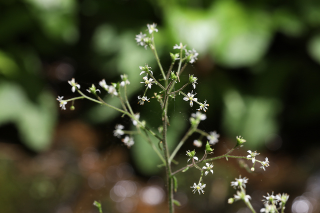 Micranthes micranthidifolia