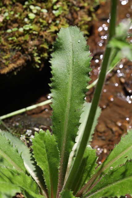 Micranthes micranthidifolia - leaves