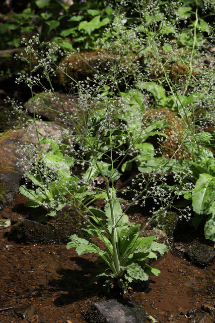 Micranthes micranthidifolia - plants