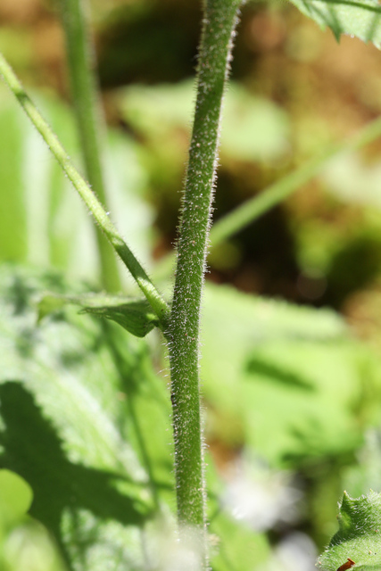 Micranthes micranthidifolia - stem