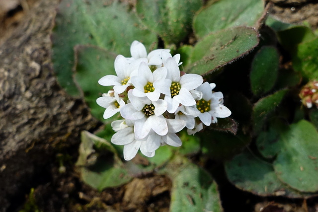 Micranthes virginiensis