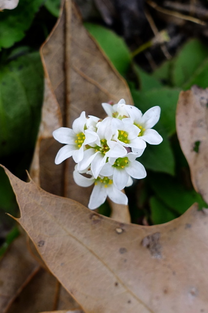 Micranthes virginiensis