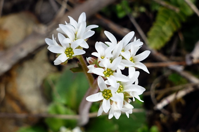 Micranthes virginiensis