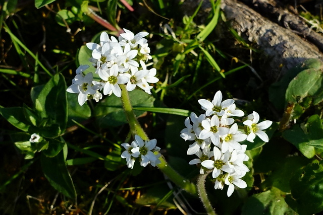 Micranthes virginiensis