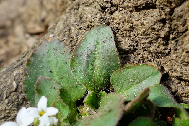 Micranthes virginiensis - leaves