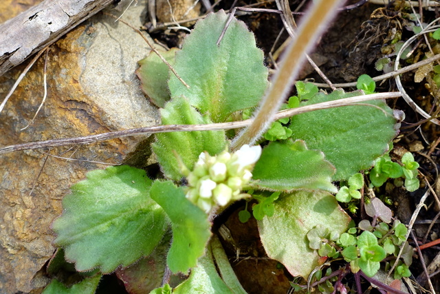 Micranthes virginiensis - leaves