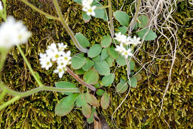 Micranthes virginiensis - leaves