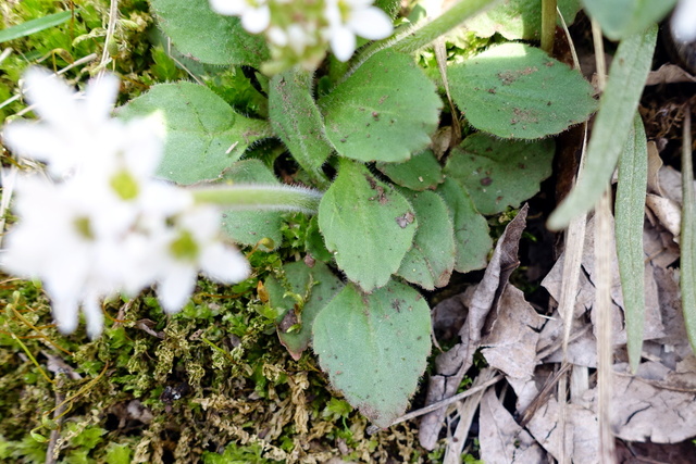 Micranthes virginiensis - leaves