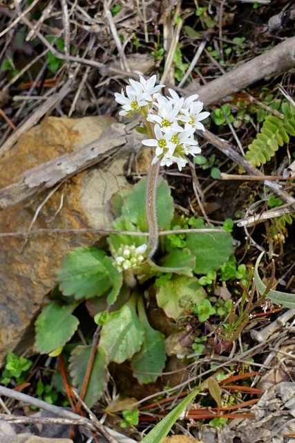 Micranthes virginiensis - plant