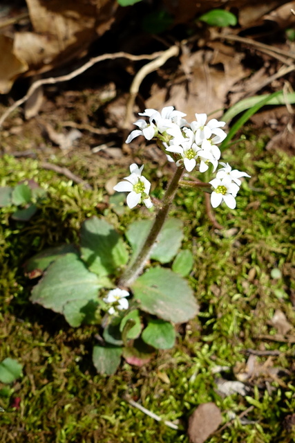 Micranthes virginiensis - plant